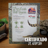 GUARDIAN COCODRILO COLMILLOS DE PLATINO