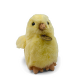 POLLITO M6