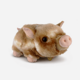 PUERQUITO