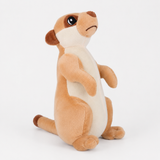 SURICATA SUAVE