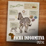 GUARDIAN CEBRA COLMILLOS DE PLATINO